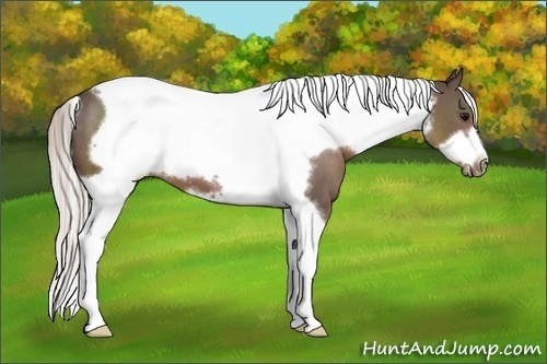 Horse Color:Silver Black Tobiano Frame