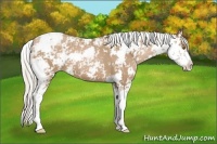 Horse Color:Silver Black Pearl Sabino