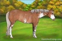 Horse Color:Silver Bay Sabino Rabicano 