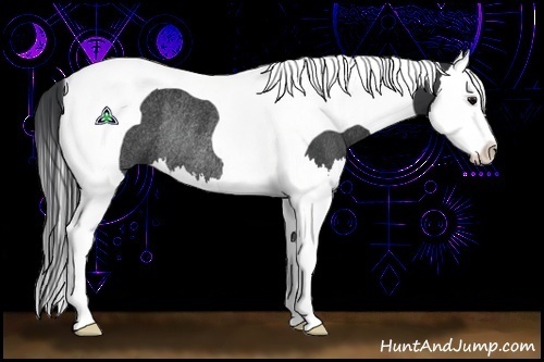 Horse Color:Black Sabino Splash Tobiano Rabicano 