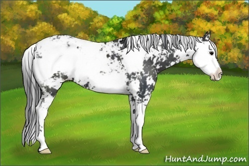 Horse Color:Black Sabino 