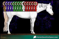 Horse Color:Black Pearl Sabino Blanket Rabicano