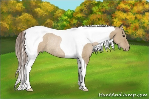 Horse Color:Grullo Pearl Tobiano Rabicano 