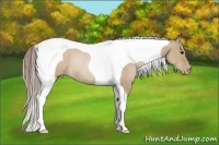 Horse Color:Grullo Pearl Tobiano Rabicano 