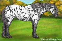 Horse Color:Black Appaloosa Rabicano
