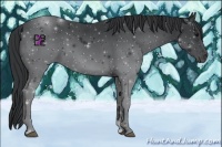 Horse Color:Black 