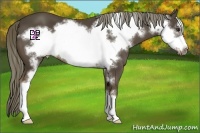 Horse Color:Liver Chestnut Frame 