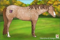 Horse Color:Bay Ice Pearl 