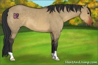 Horse Color:Brown Dun 