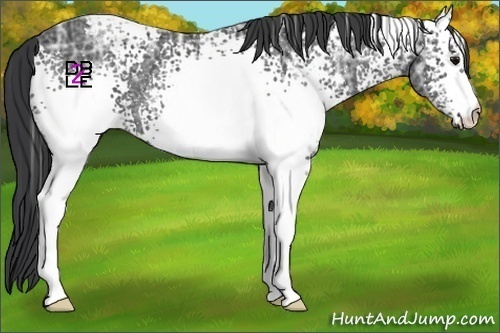 Horse Color:White Spotted Black Ice 