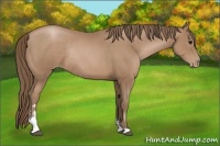 Horse Color:Black Pearl Sabino Rabicano 