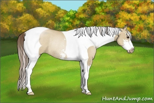 Horse Color:Grullo Pearl Sabino Tobiano Rabicano 