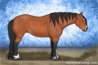 Horse Color:Bay Roan Sabino