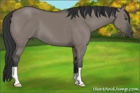 Horse Color:Grullo 