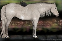 Horse Color:Silver Grullo Roan 