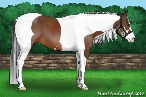 Horse Color:Bay Sabino Tobiano 