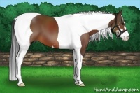 Horse Color:Bay Sabino Tobiano