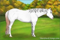 Horse Color:Brown Dun Appaloosa