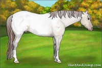 Horse Color:Bay Roan Dun Appaloosa