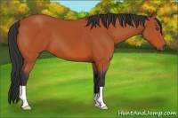 Horse Color:Bay 
