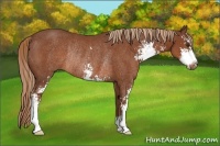 Horse Color:Chestnut Sabino Rabicano
