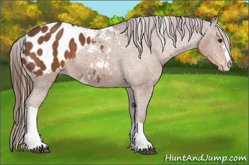 Horse Color:Liver Chestnut Sabino Appaloosa 