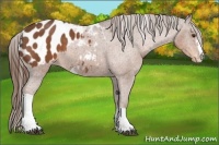 Horse Color:Liver Chestnut Sabino Appaloosa 