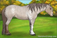 Horse Color:White Spotted Liver Red Roan Appaloosa 