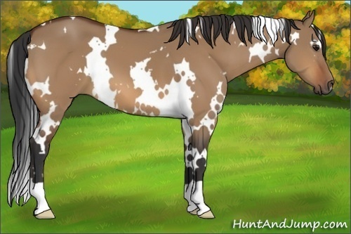 Horse Color:White Spotted Bay Dun