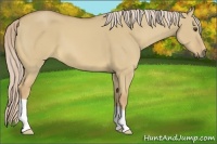 Horse Color:Palomino Dun