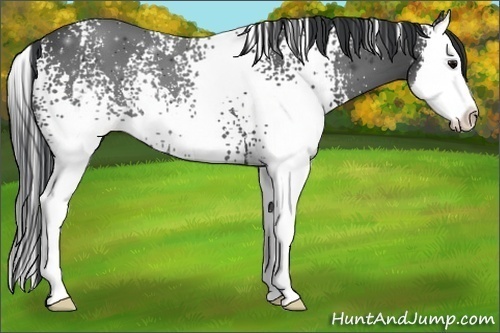 Horse Color:White Spotted Black Sabino Splash 