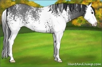 Horse Color:White Spotted Black Sabino Splash