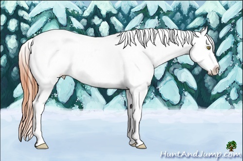 Horse Color:Amber Champagne Appaloosa 