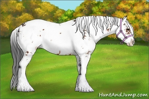 Horse Color:Bay Sabino 