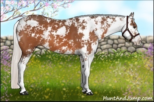 Horse Color:Silver Bay Sabino