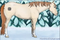 Horse Color:Buckskin Pearl Dun 