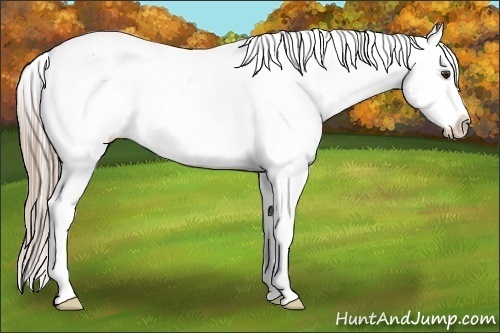Horse Color:White Spotted Chocolate Palomino Appaloosa 
