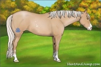 Horse Color:Silver Bay Roan Pearl Sabino 