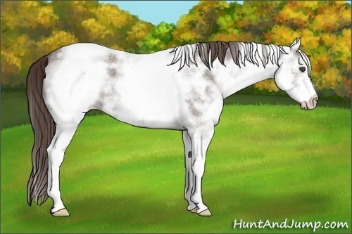 Horse Color:White Spotted Liver Red Ice Roan 