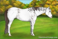 Horse Color:White Spotted Liver Red Ice Roan