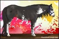 Horse Color:Liver Chestnut Sabino