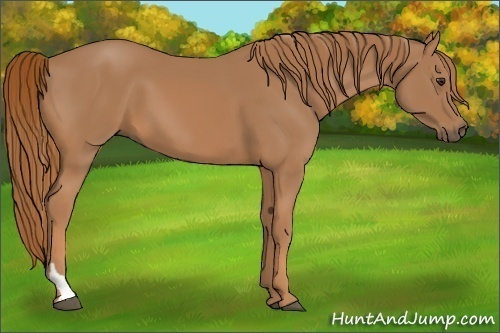 Horse Color:Chestnut Tobiano