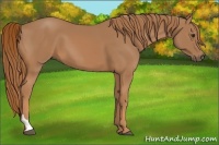 Horse Color:Chestnut Tobiano