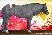 Horse Color:Black Appaloosa