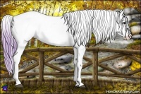 Horse Color:Watercolor White Spotted Bay Appaloosa 