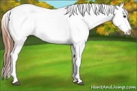 Horse Color:White Spotted Bay Appaloosa