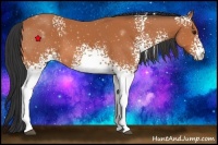 Horse Color:White Spotted Bay 
