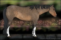 Horse Color:Brown Dun 