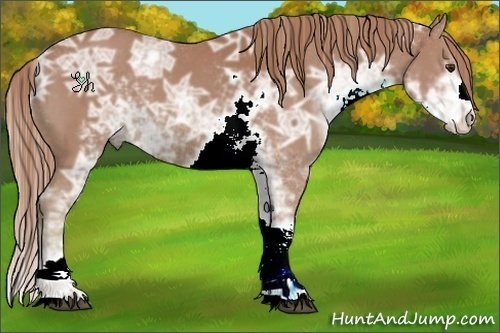 Horse Color:Watercolor Chestnut Ice Sabino 
