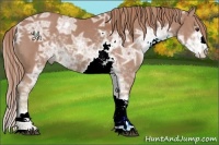 Horse Color:Watercolor Chestnut Ice Sabino